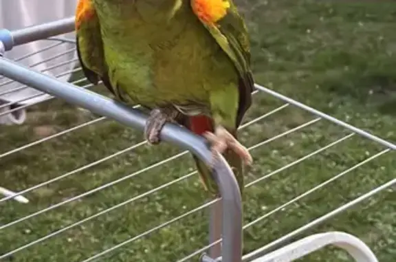 Animaux trouvés Paris, photo: Trouvée oiseau, Square de la Belle Épine, Cergy, Paris - plumage vert et rouge