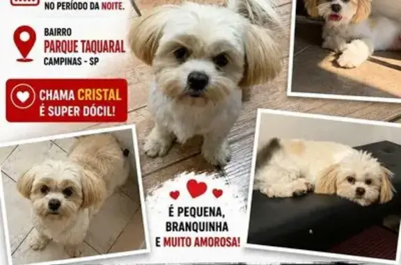 Cachorro perdido Fêmea (brl002843) - photo