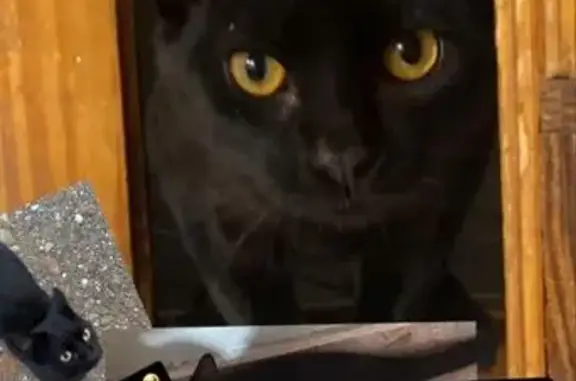 Perdido gato macho, Calle Abedul, 52, Málaga, Alhaurin de la Torre - muy manso y cariñoso - photo