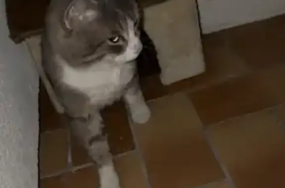 Animaux perdus Paris, photo: Chat perdu, Rue la Fontaine, 24, Corbeil-Essonnes, Paris - mâle, gris et blanc