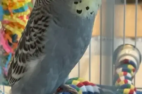Lost pets Austin, photo: Lost bird, Westmont Drive, 5807, Austin - male