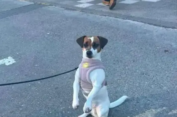 Perdido perro hembra en Calle Boulevard de Mont de Marsan, 3, Tudela - Jack Russell Terrier - photo