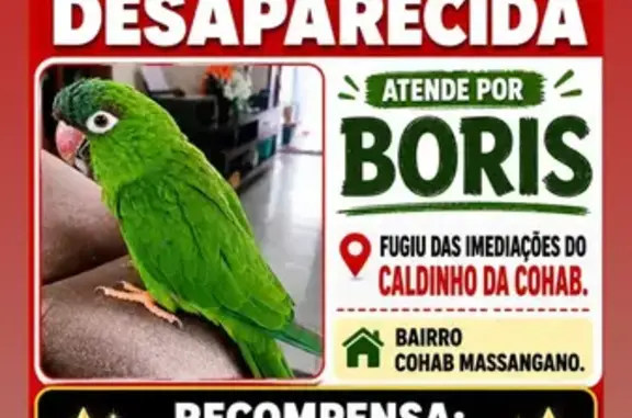 Pássaro perdido Macho (brl0028...