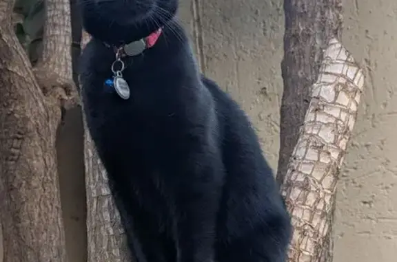 Lost pets Roodepoort, photo: Lost cat, Flute Road, 47, Roodepoort - male, wearing a red Rogz collar