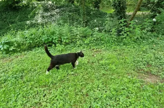 Animaux trouvés Pontoise, photo: Chat trouvé, Pontoise, Île-de-France - noir et blanc, avec collier et médaille