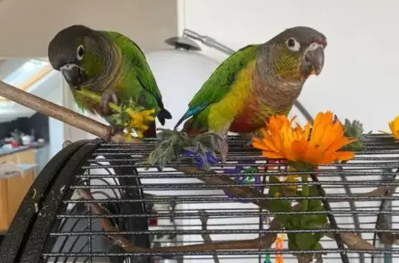 Animaux perdus Le Havre, photo: Perdue oiseau, Le Havre - couple de conures à joues vertes baguées