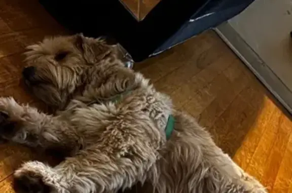 Found pets Hammond, photo: Found dog, Magnolia Avenue, 7627, Hammond - male, golden color, green harness strap