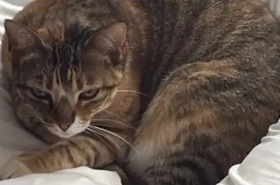Lost cat, Roberts Road, 29, Cape Town, Aliwal North - photo