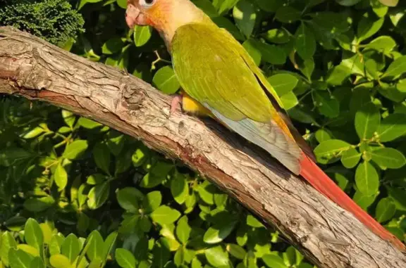 Perdue Oiseau femelle, Impasse du Montmerel, Saint-Aubin-sur-Gaillon - pucée - photo