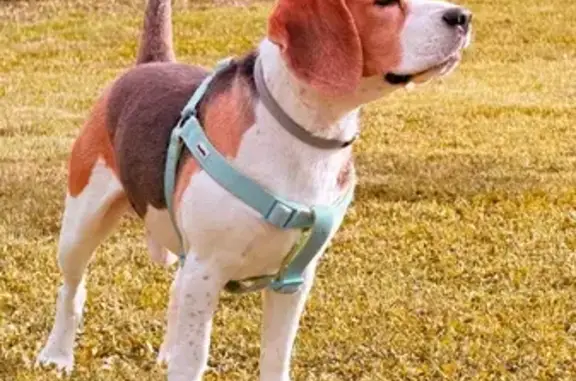 Perdido perro macho, Lugar Diseminado, 63A, Villamayor de Santiago, Alcazar de San Juan — Beagle negro con arnés verde - photo