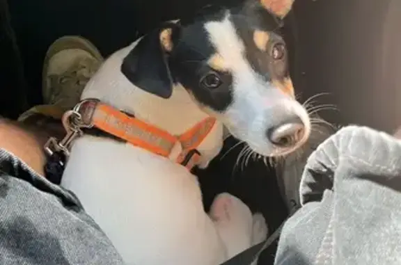 Animales perdidos Cerdanyola del Valles, foto: Perdido perro hembra, Ronda de Collsalarca, Sabadell, Cerdanyola del Valles - blanca con la cara negra, cachorra de 5 meses