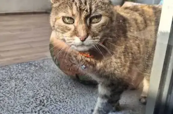 Perdida gata hembra, Toluca de Lerdo, Toluca - atigrada café, ojos verdes - photo