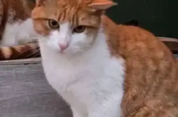 Animaux perdus Valenciennes, photo: Chat perdu mâle, Chemin du Vignoble, 29, Valenciennes - roux, taché de blanc aux pattes