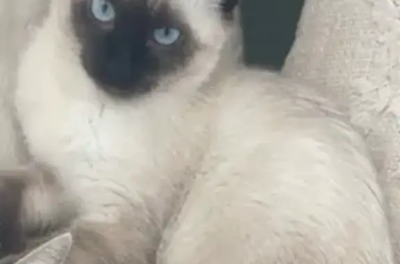 Animaux perdus Bordeaux, photo: Chat perdu, La Versanne, Bordeaux - femelle, typée siamoise