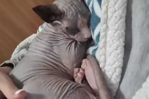 Gato perdido macho, Passatge del Bruch, Premià de Mar, Barcelona - pequeño, unos 3 años - photo
