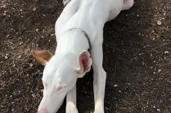 Perro perdido, Nàquera, Barcelona - podenco ibicenco masculino blanco - photo
