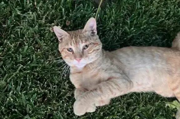 Encontrado gato, Camino de la...