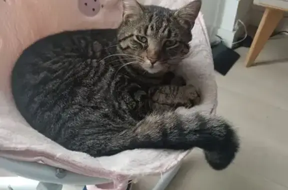 Chat perdu, Saint-André-des-Eaux, photo: Chat perdu, Allée du Ruau, Saint-André-des-Eaux - gris tigré, 2 ans
