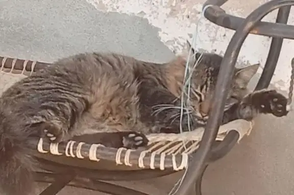 Gato desaparecido Macho (brl002847) - photo