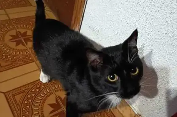 Perdido gato masculino, Calle Aranda, Castellón de la Plana, Benicarlo - negro de un año, con manchas blancas en patas, cola y pecho - photo