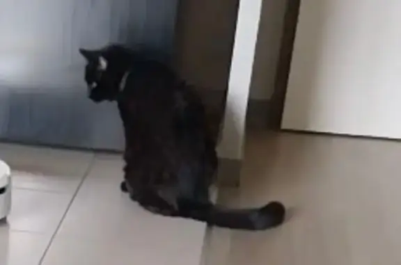 Animaux perdus Paris, photo: Chat perdu mâle, Rue du 18 Juin, 102, Ermont, Paris - chat d’appartement, collier vert
