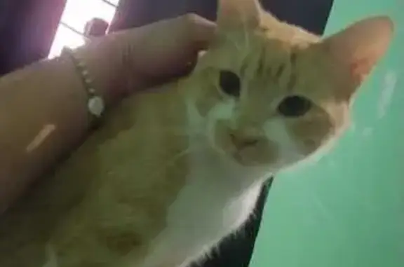 Animales perdidos Santa Maria Chimalhuacan, foto: Perdido gato masculino, Tenazcatli, 189, Chimalhuacán, Santa Maria Chimalhuacan - color naranja y pecho blanco