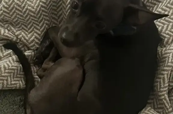 Felipe got out over night from our backyard. He’s a 5lb black chihuahua mix with a white stripe on his chest and stomach. He responds to his name, he’s friend but timid with strangers. Might still be with his brother Bruce.