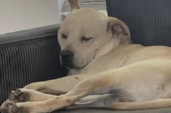 Bruce left our backyard overnight. He’s a Tan golden retriever mixed with Labrador about 52lbs. He has a surgical scar on his front right leg and another on his left back leg (2x cancer survivor). He might look scary because he’s big but he’s friendly and responds to his name.