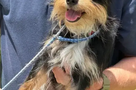Found pets Palmetto, photo: Found dog, 10th Street West, 2706, Palmetto - male