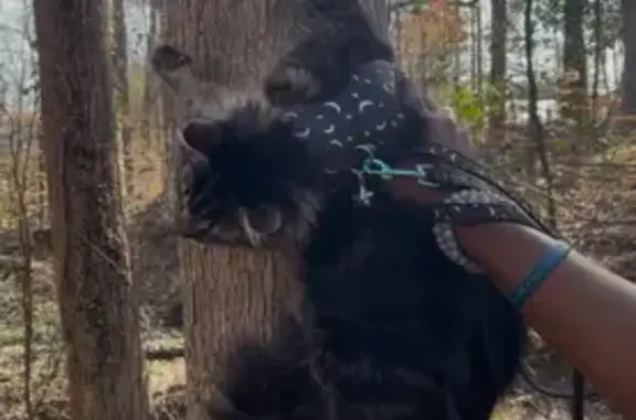 Lost pets Doraville, photo: Lost cat, Jones Mill Road, Peachtree Corners, Doraville - male tabby Maine Coon mix with a black harness with purple stars