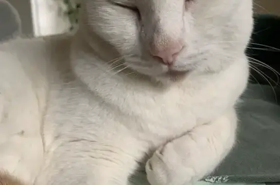 Lost cat, Lane Drive, 614, Nashville - male - photo