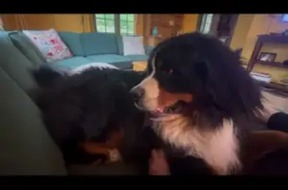 Lost dog, Scaife Road, 528, Sewickley, Sewickley Hills - male - photo
