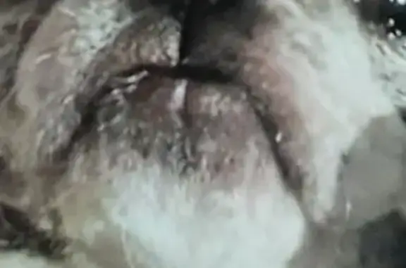Lost dog, female, North Hardesty Avenue, 116, Kansas City - short tail - photo