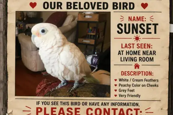 Lost bird, Jim Garrett Road, 472, Belton - female, white with peach tones - photo