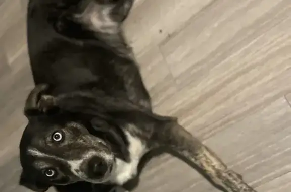 Lost dog, Kingsley Road, 10272, Potosi - mostly black with some white - photo