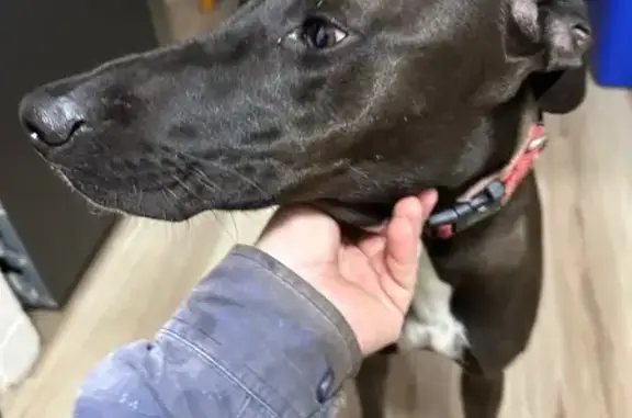 Found dog Mackay, photo: Found dog, Shakespeare Street, 309, Mackay, Mackay - slim black dog with a red/pink collar