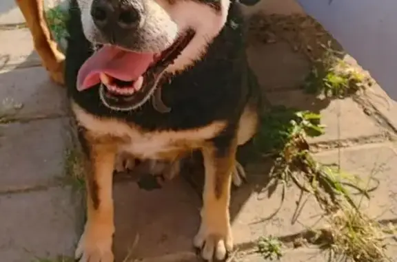 Perro perdido macho, Heroica Puebla de Zaragoza, Puebla - cejitas marcadas - photo