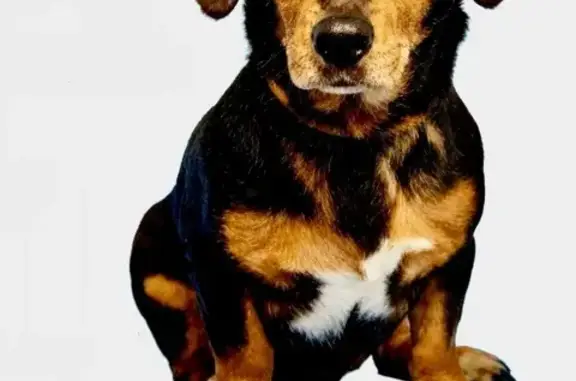Lost dog, East Sheridan Street, Phoenix - male, mostly black coat with golden brown markings - photo