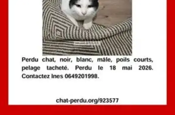 Animaux perdus Montélimar, photo: Chat perdu mâle, Route d'Espeluche, 58, Montélimar - blanc et noir