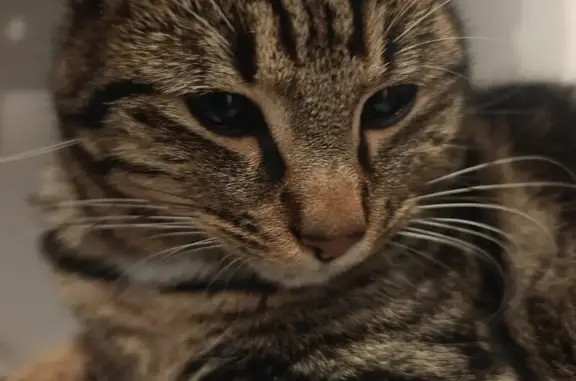 Animaux perdus Anse, photo: Chat perdu, Paris