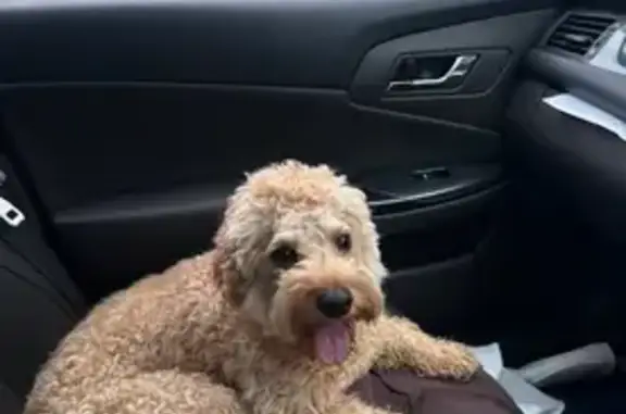 Lost dog, Casey City, Victoria, Narre Warren North - small light brown Cavoodle with a black collar - photo