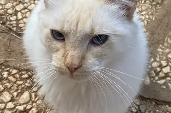 Perdido gato macho, Carmona, Andalucía, Alcala de Guadaira - blanco, ojos celestes - photo