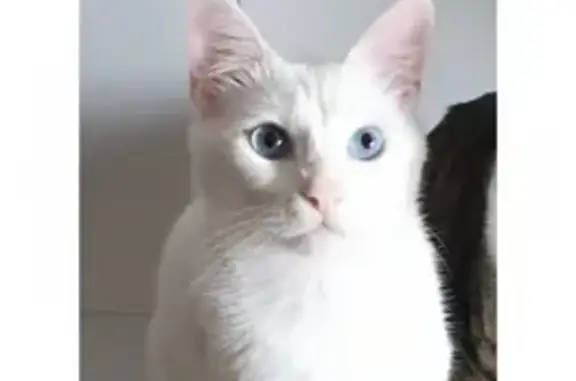 Gatos perdidos, Leon, foto: Perdido gato macho, Calle Jacinto Benavente, Villaquilambre, Leon - blanco con ojos azules