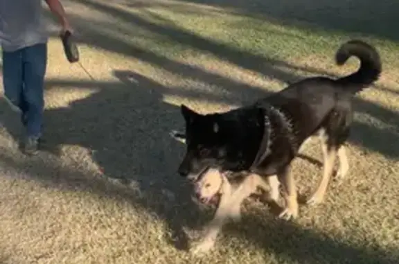 Lost pets Austin, photo: Lost dog, male, Tech Ridge Boulevard, 12427, Austin - very friendly