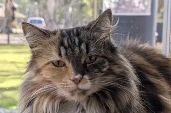 Lost cat, Grant Schubert Drive...