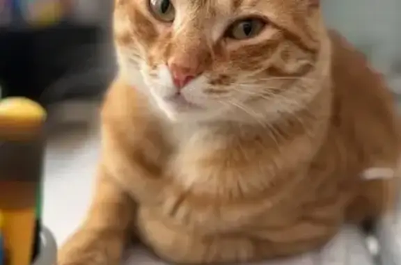 Gato perdido macho, carrer del Pintor Diego Velázquez, Mutxamel, El Campello - con chip y cola rizada - photo