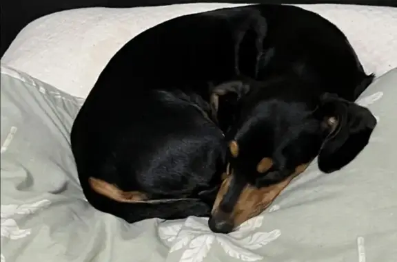Lost dog, female, Crofton Stre...