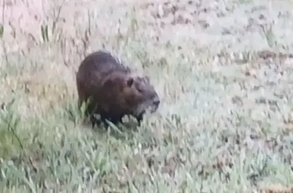 Animaux perdus Maillezais, photo: Chien perdu mâle, D 23, Souil, Maillezais - teckel poil dur