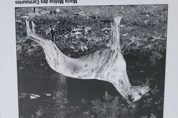 Animaux perdus Nivillac, photo: Chien perdu, Nivillac - femelle, robe bringée noire, collier en galon