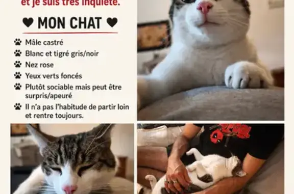 Chat perdu mâle, Rue des Ecluses, 18, Nort-sur-Erdre - blanc avec des taches tiger - photo